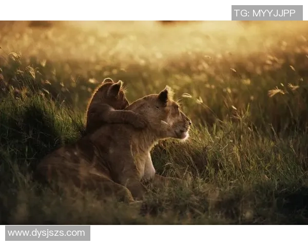 足球明星与可爱动物的欢乐时光共同享受自然的美好瞬间 足球明星与可爱动物的欢乐时光共同享受自然的美好瞬间